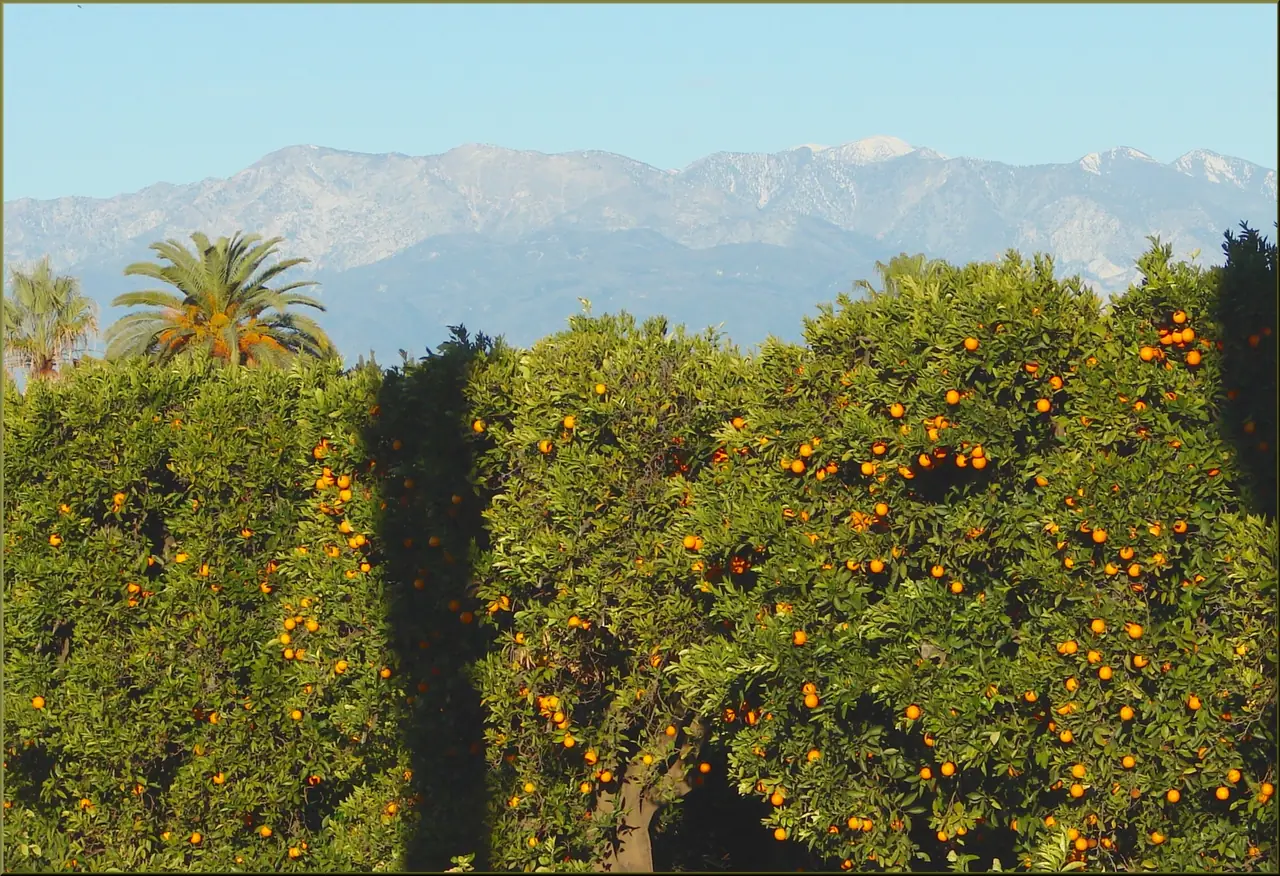 Orange trees heavy with fruit in an East Redlands grove, with the San Gabriel Mountains behind